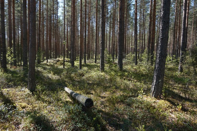 Tässä nautiskellaan