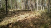 Metsäheinää